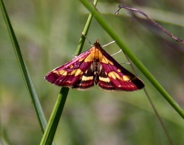 PAPILLON PYRAUSTA PURPURALIS .