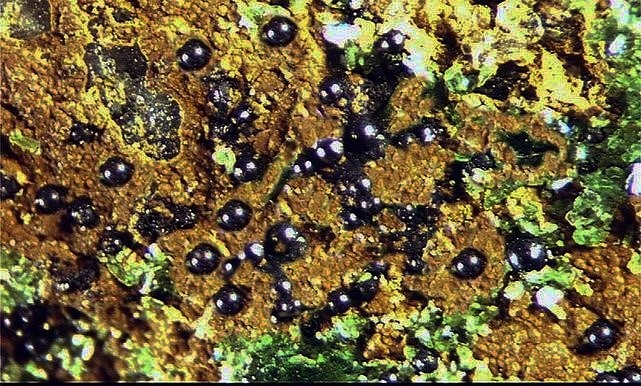 PSILOMELANE.