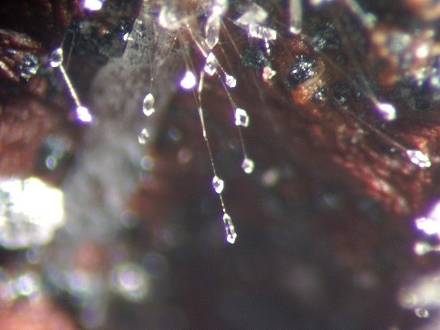 ST MAIME THAUMASITE et CALCITE.