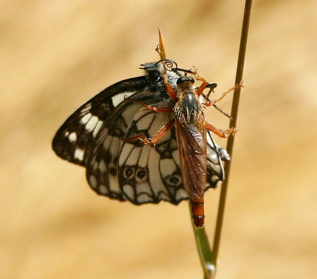 STENOPOGON SABAUDUS AVEC SA PROIE.