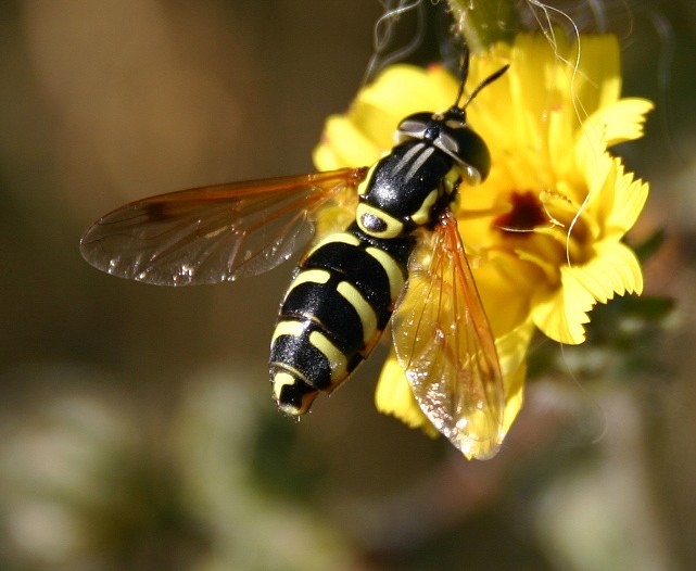 SYRPHE CHRISOTOCXUM MALE.